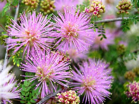Mimosa Borealis Fragrant Mimosa Pink Mimosa World Of Flowering Plants