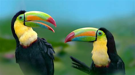 Toucan Exotic Colorful Bird Ultra Hd Wallpaper For Pc