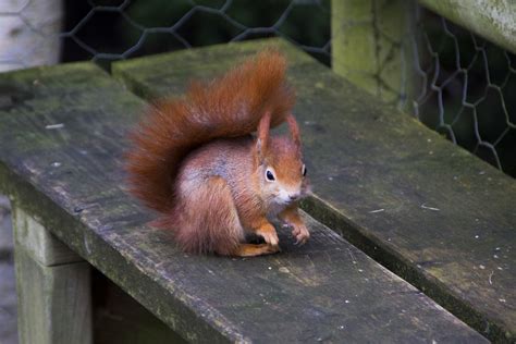 Eurasian Red Squirrel Sciurus Vulgaris Britishwildli Flickr