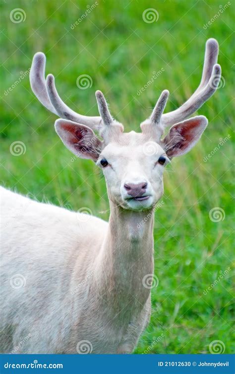 White Fallow Deer In Nature Rare Albino Fallow Deer Royalty Free Stock