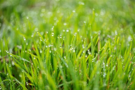 Fresh Grass With Morning Dew Drops On Sunrise Stock Photo Image Of