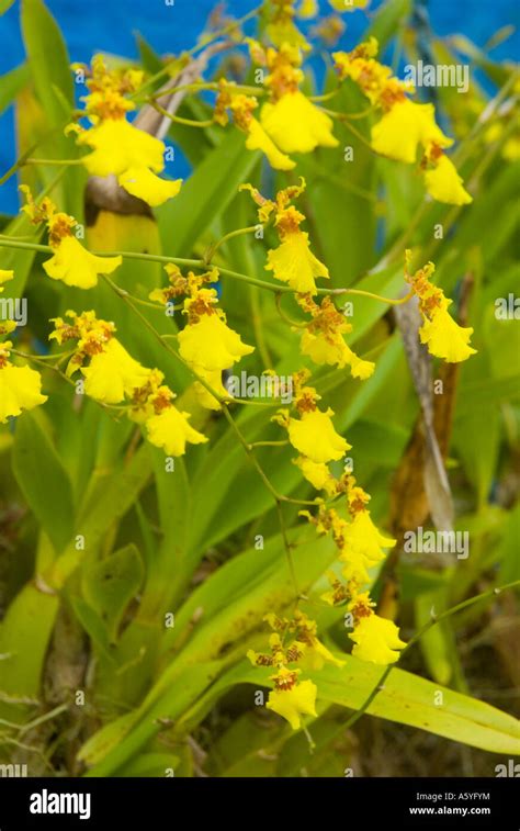 Oncidium Orchid Golden Shower Stock Photo Alamy