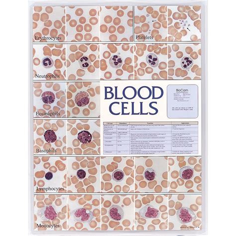 White Blood Cells Morphology Chart