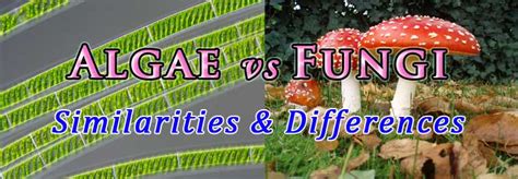 Difference Between Algae And Fungi Easybiologyclass