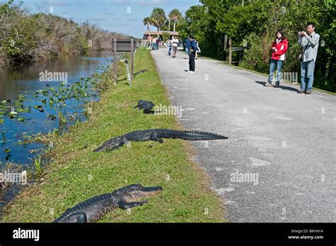 Tourists Looking At Alligators Shark Valley Everglades Florida Stock