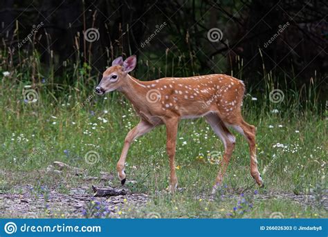 A White Tailed Deer Fawn Walking Through The Meadow In Canada Stock