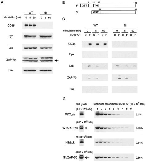 Specific Interaction Of Lck And Zap 70 With Recombinant Cd45 Ap A