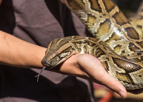 Florida Is Testing To See How Pythons Can Be Safely Eaten To Combat