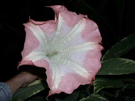 Pink Giant Brugmansia Growers International