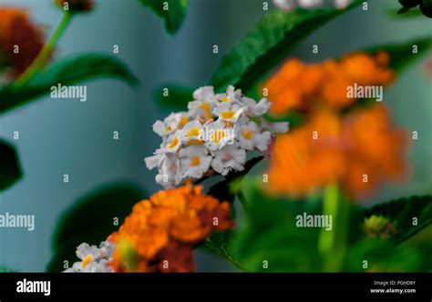 White Lantana Flower Stock Photo Alamy