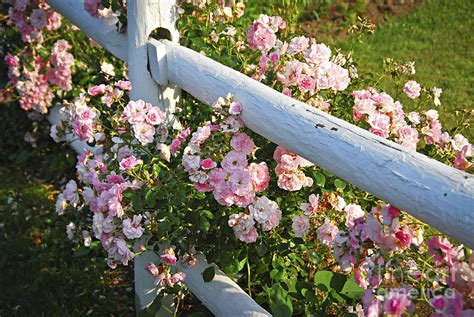 Fence With Pink Roses Photograph By Elena Elisseeva