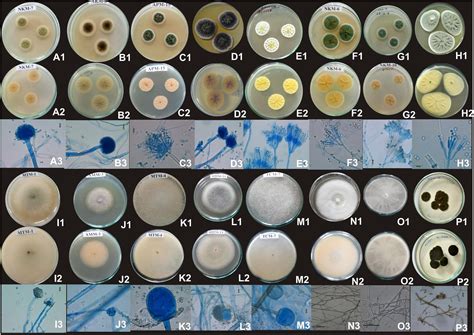 Frontiers Diversity Of Filamentous Fungi Isolated From Some Amylase
