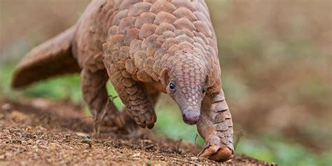 They have a long snout, with a long tongue, a rounded back, and a long tail. Pangolin - Scaly and Unique | Pangolins in Sri Lanka ...