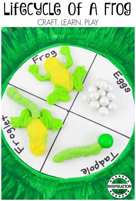 26b — clean heart parable (video). Frog Lifecycle Craft Activity For Kids · The Inspiration Edit