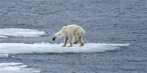 Photographer Links Heartbreaking Image Of Polar Bear To Climate Change