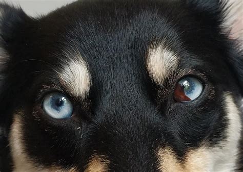 Sectoral Heterochromia Dog