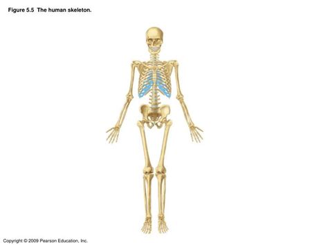 Ppt Figure 55 The Human Skeleton Powerpoint Presentation Id3061328