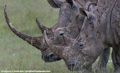 Sometimes they use it for their protection and some time to hunt foods. African Wildlife Foundation Decries Ruling on South Africa ...