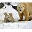 Polar Bear Family  Baby Bears Animals Pictures
