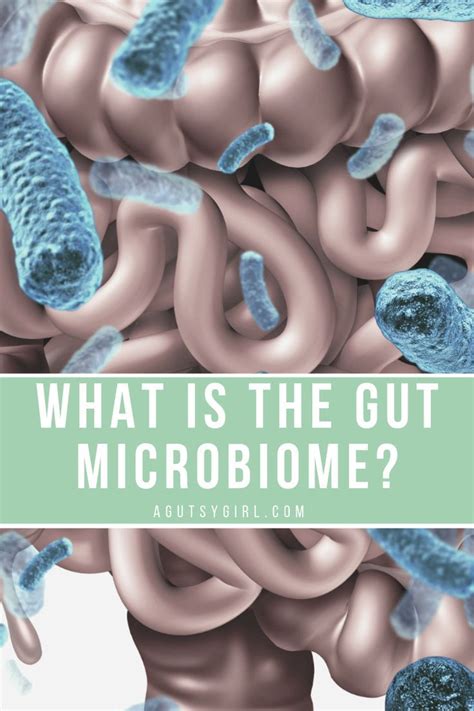 What Is The Gut Microbiome Gut Microbiome Microbiome Diet Gut Health
