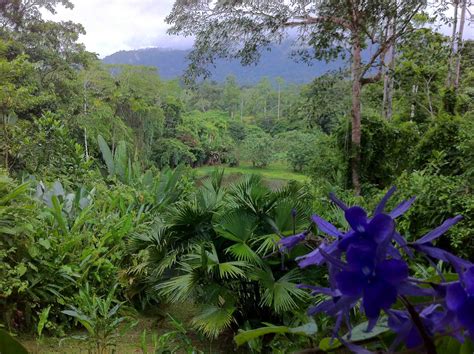 Rainforest Tropical Hike In Costa Rica
