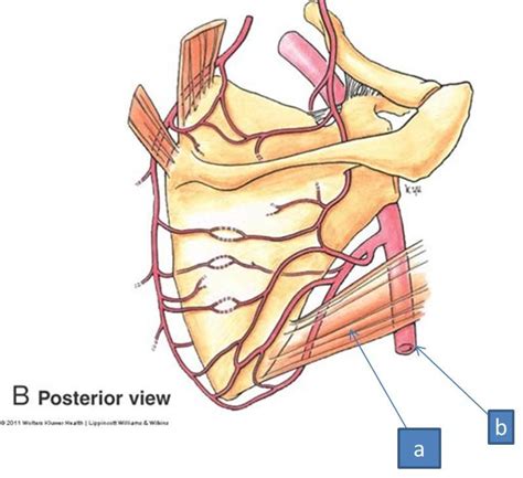 Print Anatomy Block Iii Intro To The Upper Limb Brachial Plexus Hot