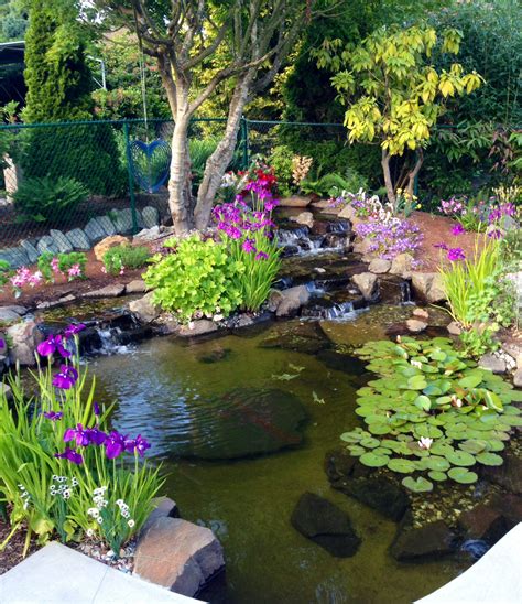 Backyard Pond In Kirkland Wa On Year After Completion Water