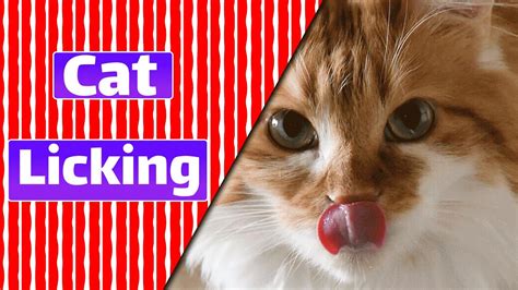 Cat Licking Is Fun For People Youtube