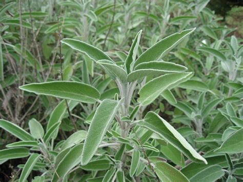 File Salvia Officinalis By Line