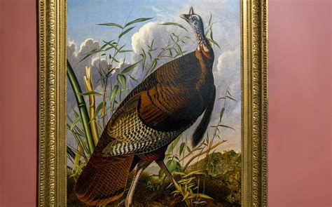 audubon the wild turkey john james audubon the wild turk… flickr