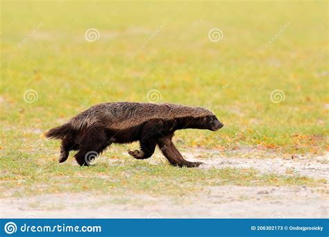 Honey Badger Mellivora Capensis Also Known As The Ratel In The Green