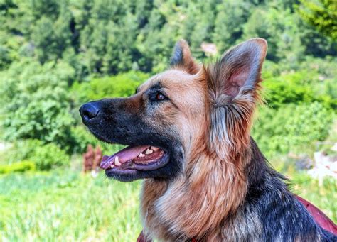 Types Of German Shepherds German Shepherd Dog Hq