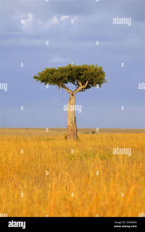 Lonely Tree In An African Savanna Stock Photo Alamy