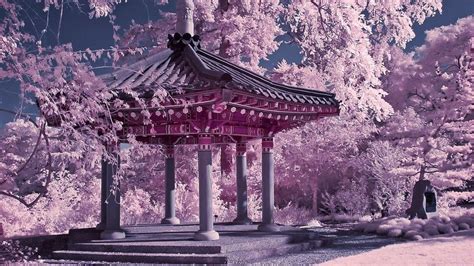 Beautiful Cherry Blossom Chinese Wallpaper