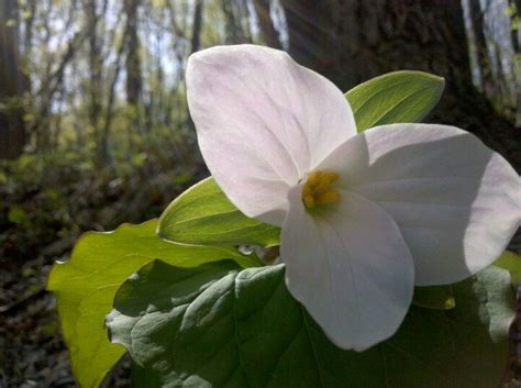 Flowers and ferns montgomery vt. Trillium flower Linden Virginia on the Blue Ridge ...