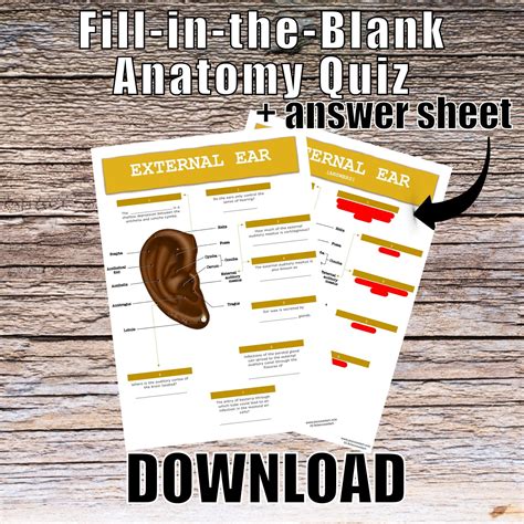External Ear Anatomy Quiz Worksheet Answers Digital Download Printable