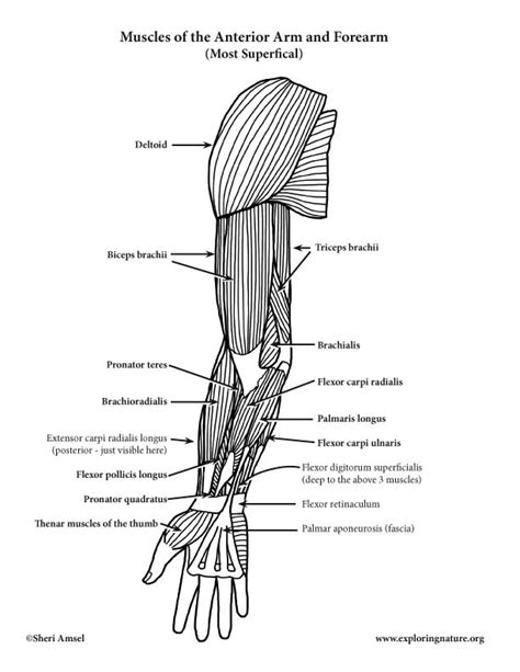 Illustration Of Muscles Of The Arm This Is An Anterior View The Best