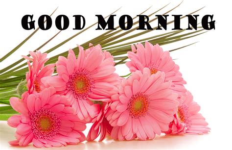 Download Good Morning Flower Pictures 2268 X 1466