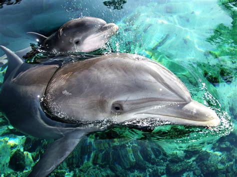 Baby Dolphins Dolphin Quest