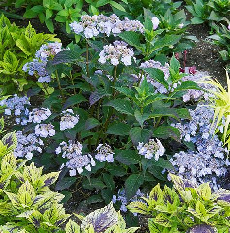The Best Hydrangeas From The Better Homes And Gardens Test Garden Big