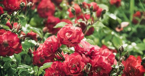 Red roses, dark background, rose flowers, 4k. roses flowers wallpaper 4k ultra hd wallpaper | Fragrant ...