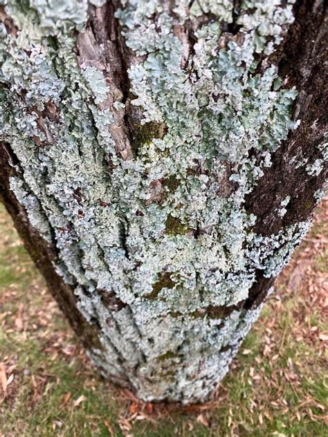 The Lichen Blog Treescharlotte