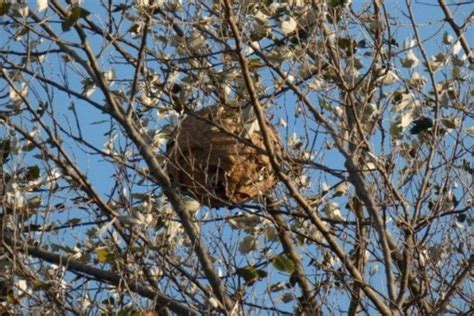 Two Asian Hornet Nests Found In The Vale Island Fm