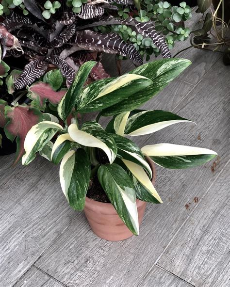 Rooted monstera albo with highly variegated stem, strong white splashes. monstera standleyana | Variegated plants, Cactus house ...