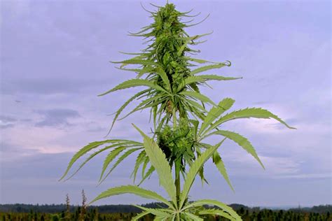 Industrial hemp is bred to contain high levels of cbd while keeping thc levels below 0.3% delta 9 thc and was made legal nationwide via. 'Bigger pie' seen for hemp as industry evolves - AGCanada ...