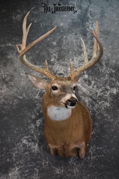 Whitetail Deer Taxidermy Shoulder Mount for sale SKU 1509 | All Taxidermy