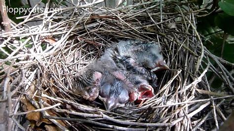Baby Cardinal Birds In Nest And Learning To Fly Baby Cardinal Birds