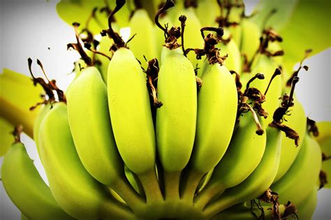 How To Grow Banana Tree At Home Without Seed