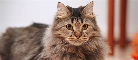Top 10 Fluffy Cat Breeds Community