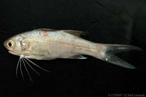 Cook Islands Biodiversity Polydactylus Sexfilis Sixfeeler Threadfin